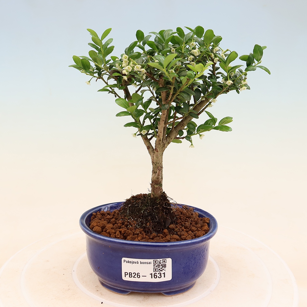 Room bonsai - Ilex crenata - Holly