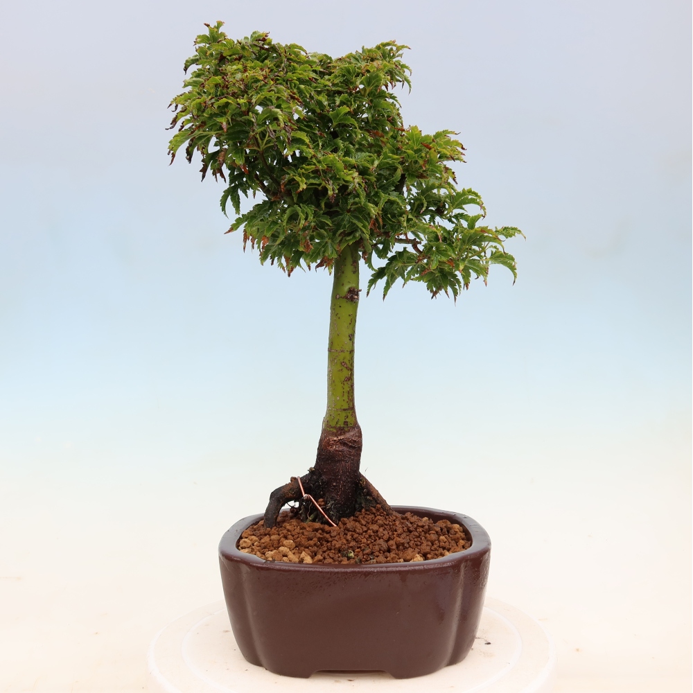 Outdoor bonsai -Javor palm Acer palmatum Shishigashira