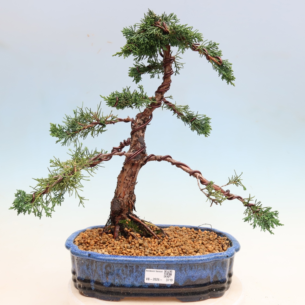 Outdoor bonsai - Juniperus chinensis Kishu