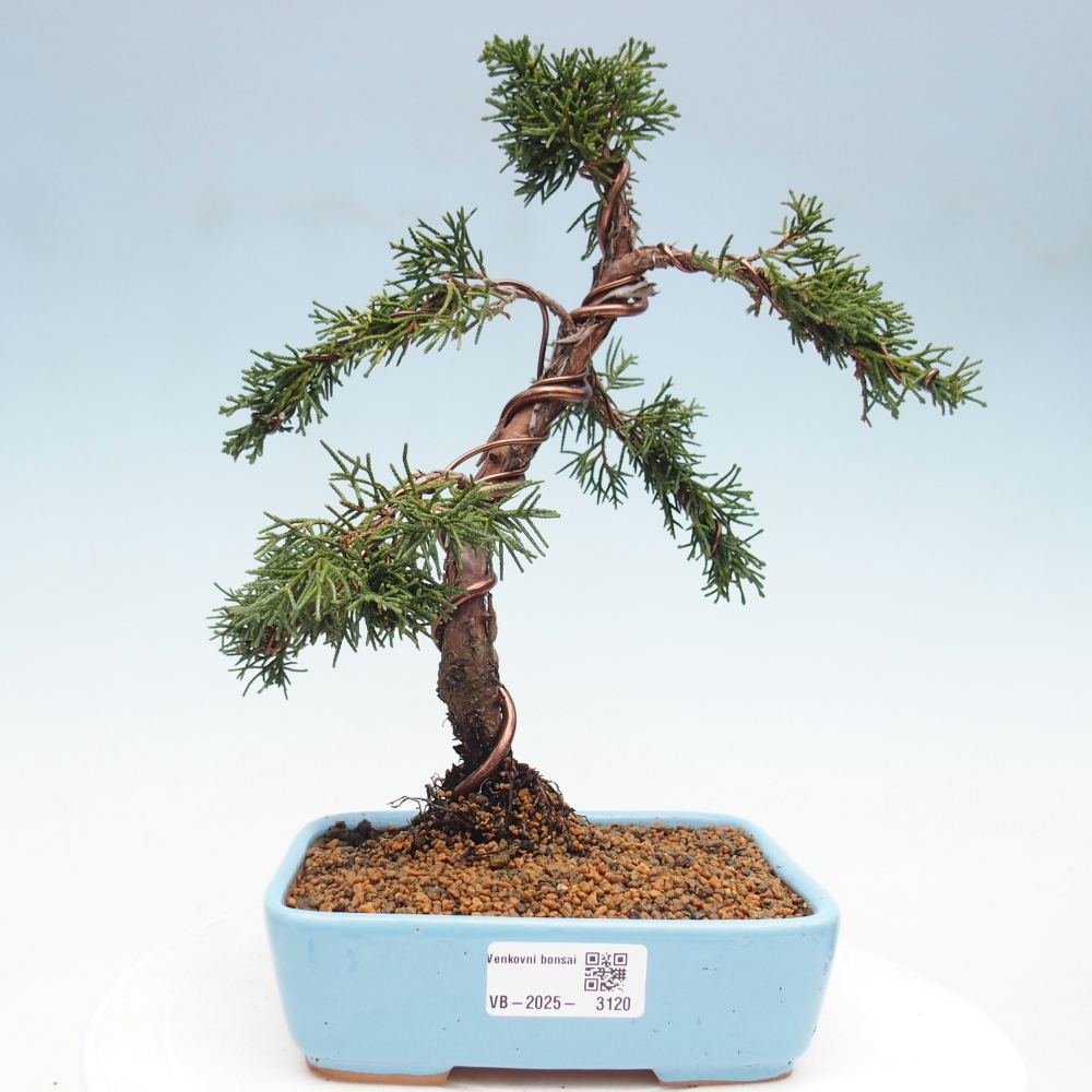 Outdoor bonsai - Juniperus chinensis Kishu - Chinese Juniper