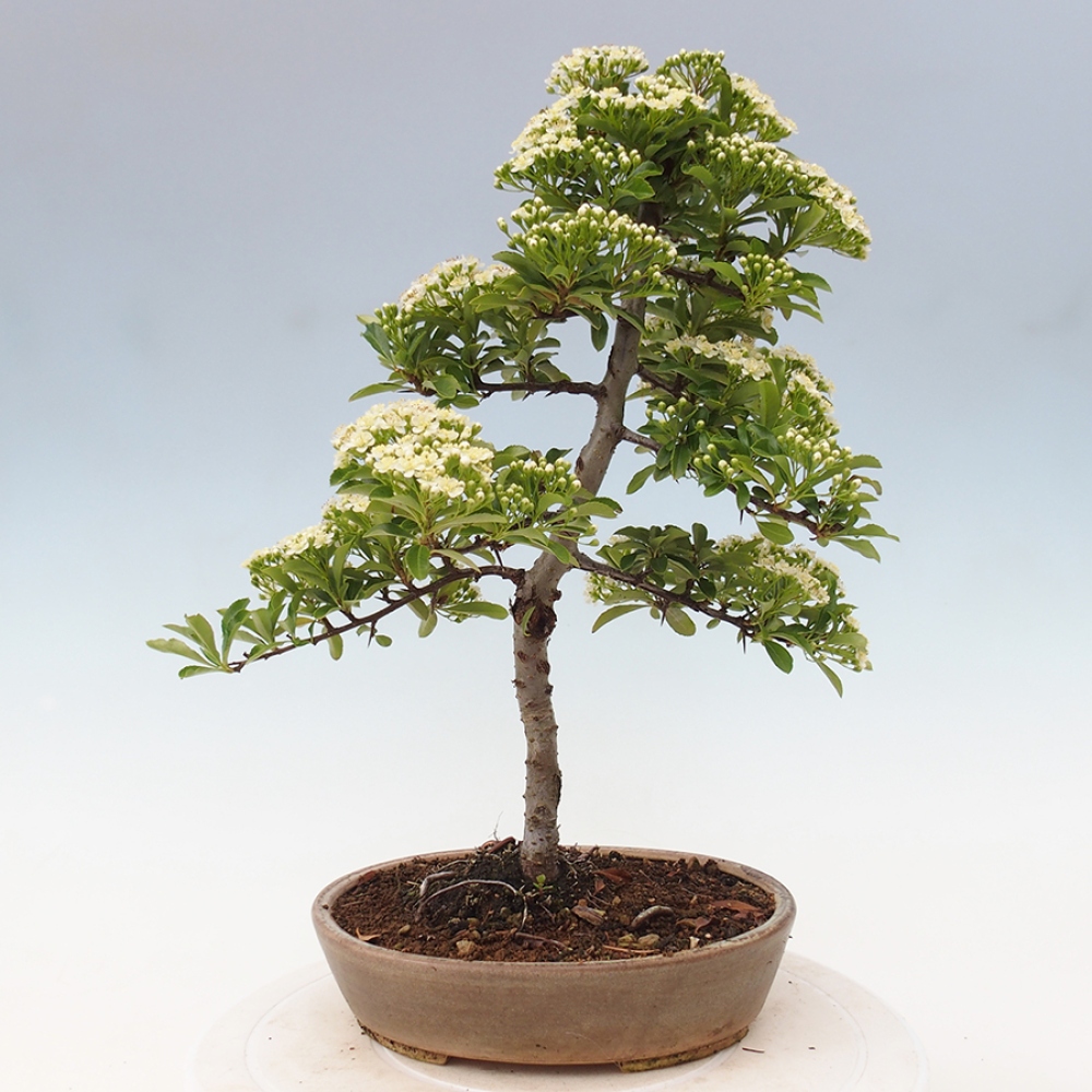 Outdoor Bonsai-Pyracanta Teton -Bakery