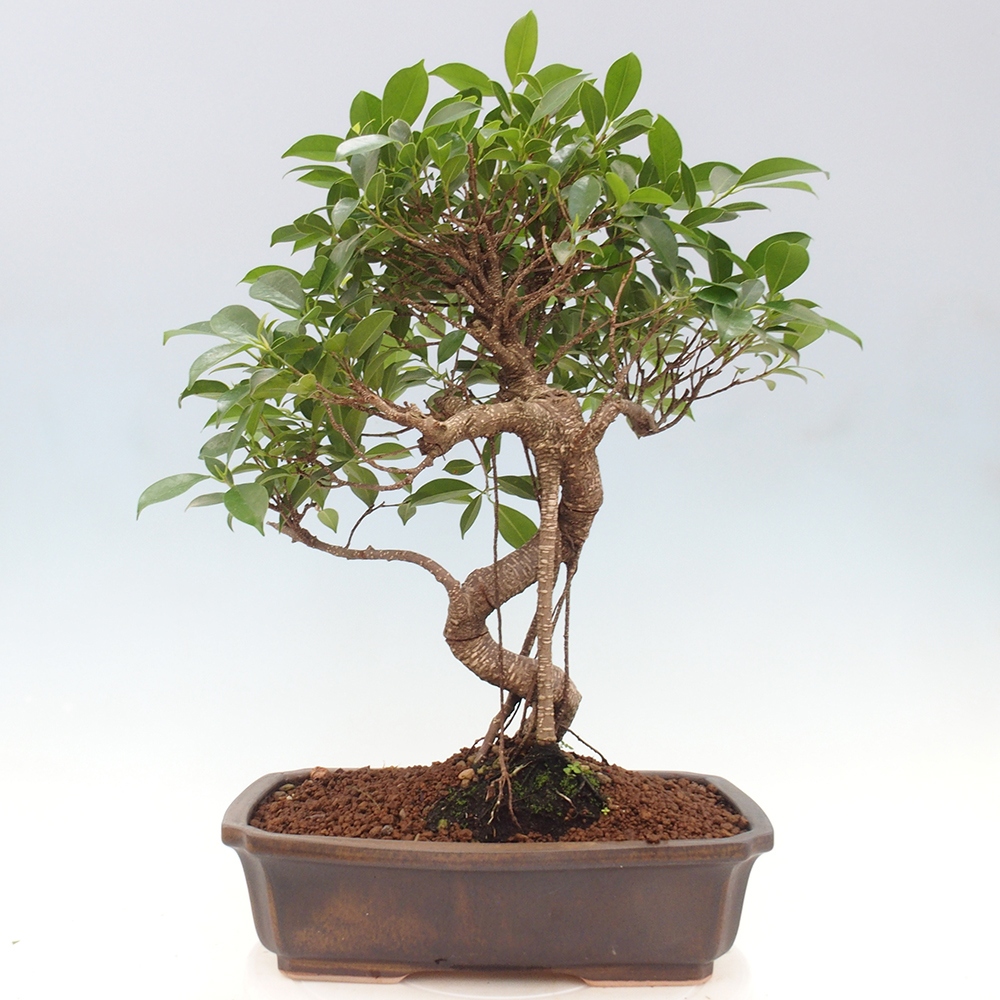Indoor bonsai - Ficus kimmen - small-leaved ficus