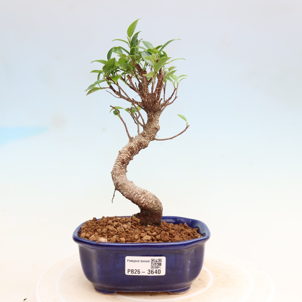Room bonsai - Ficus kimmen - small-leaved ficus