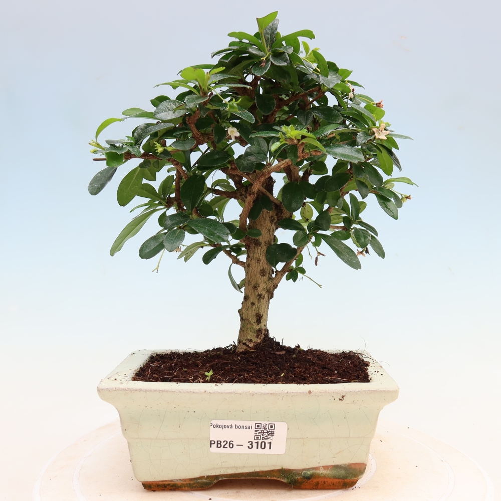 Room bonsai - Carmona macrophylla - Tea fuki