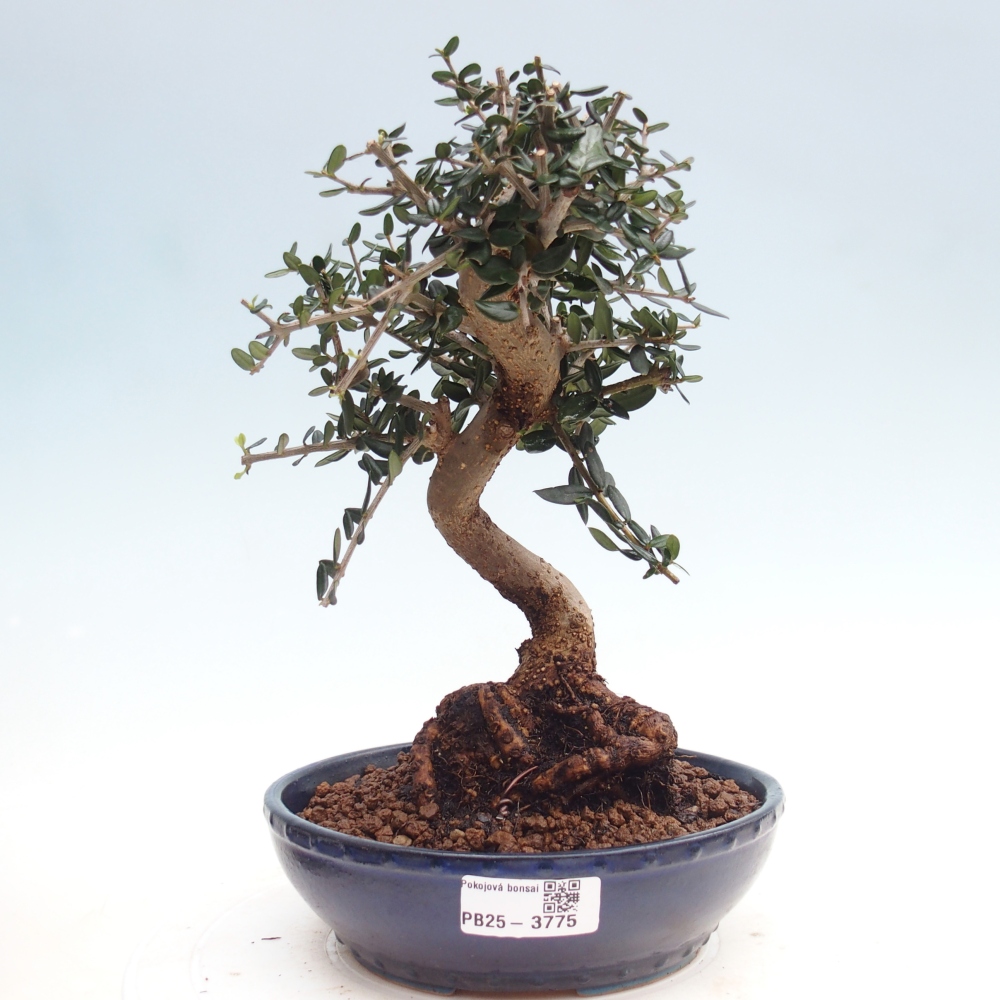 Indoor bonsai - Olea europaea sylvestris