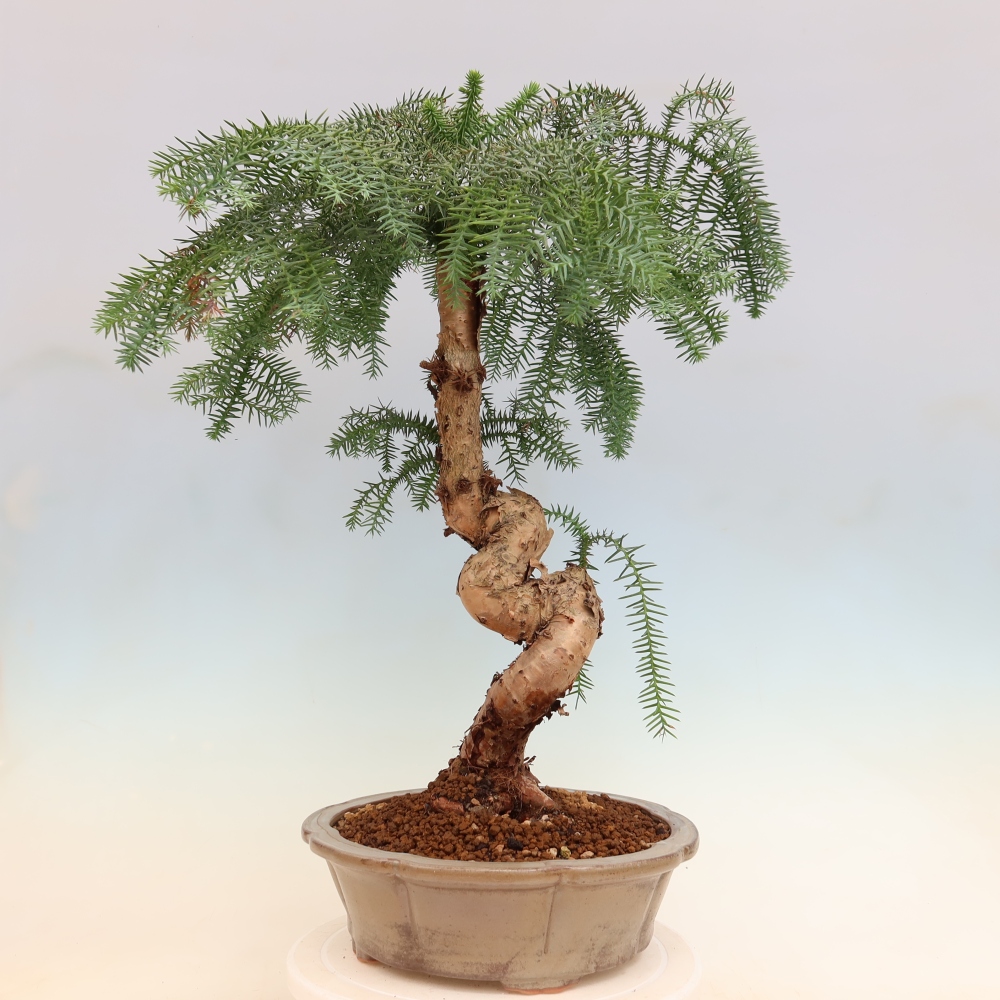 Indoor Bonsai - Araucaria - Indoor Spruce