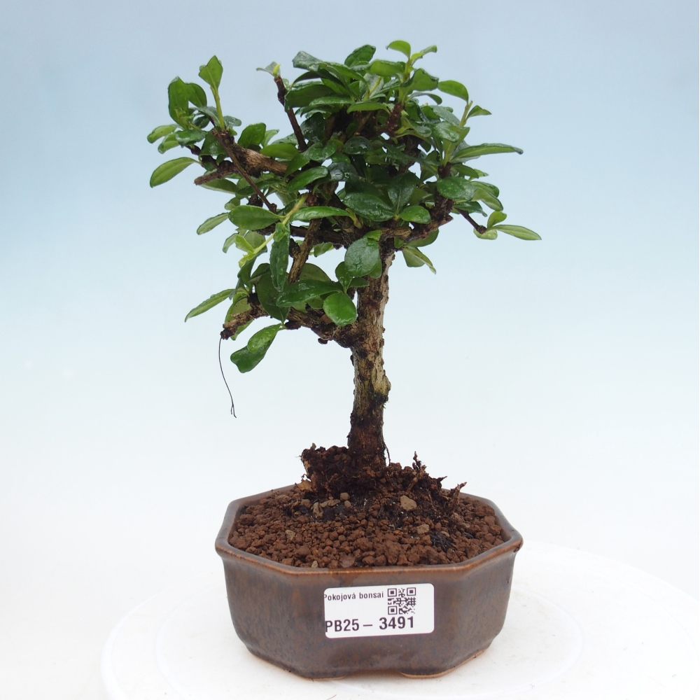 Room bonsai - Carmona macrophylla - Tea fuki