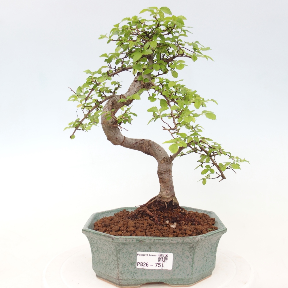 Room bonsai - Ulmus parvifolia - Small-leaved elm