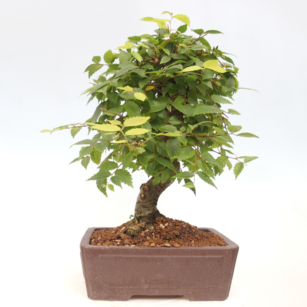 Outdoor bonsai - Zelkova - Zelkova serrata