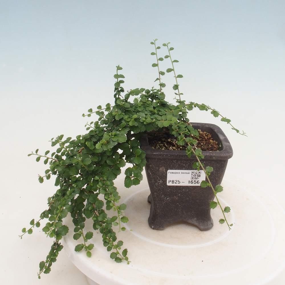 Indoor bonsai - Grewia sp. - Small-leaved Grewie