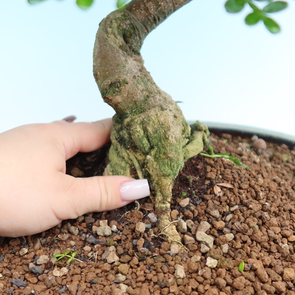 Room bonsai - Zantoxylum piperitum - pepper tree