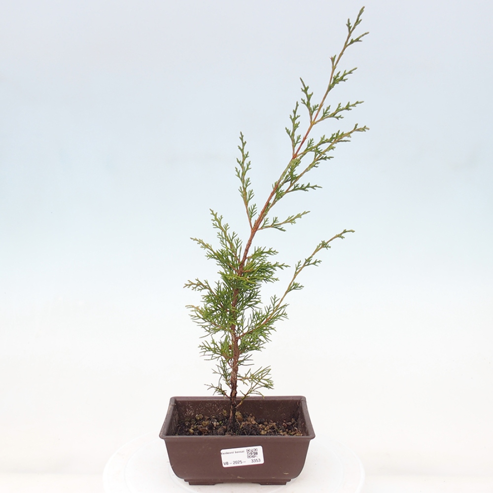 Outdoor bonsai - Juniperus chinensis Itoigawa - Chinese juniper
