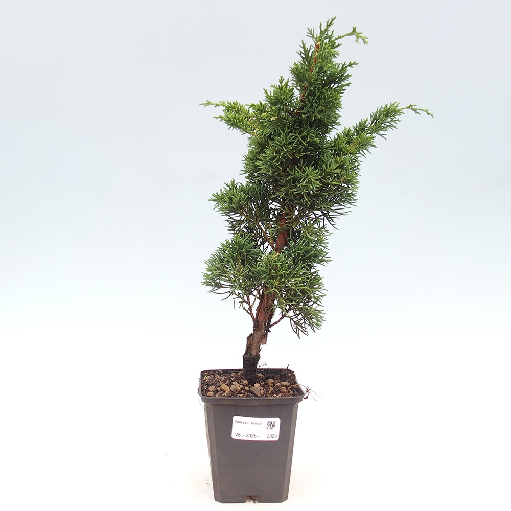Outdoor bonsai - Juniperus chinensis Kishu - Chinese juniper
