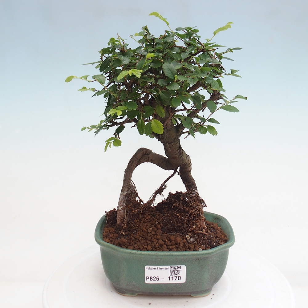 Room bonsai - Ulmus parvifolia - Small-leaved elm
