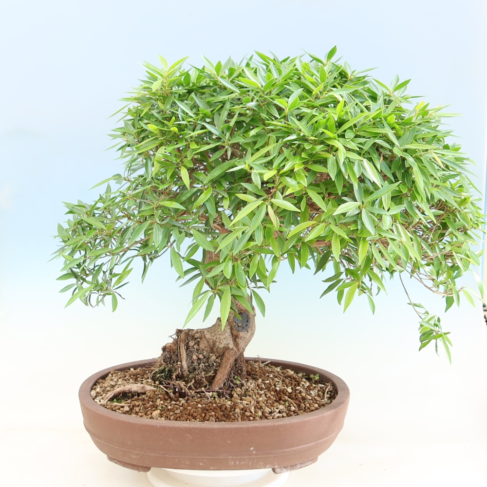Room bonsai - Ficus nerifolia - small-leaved ficus