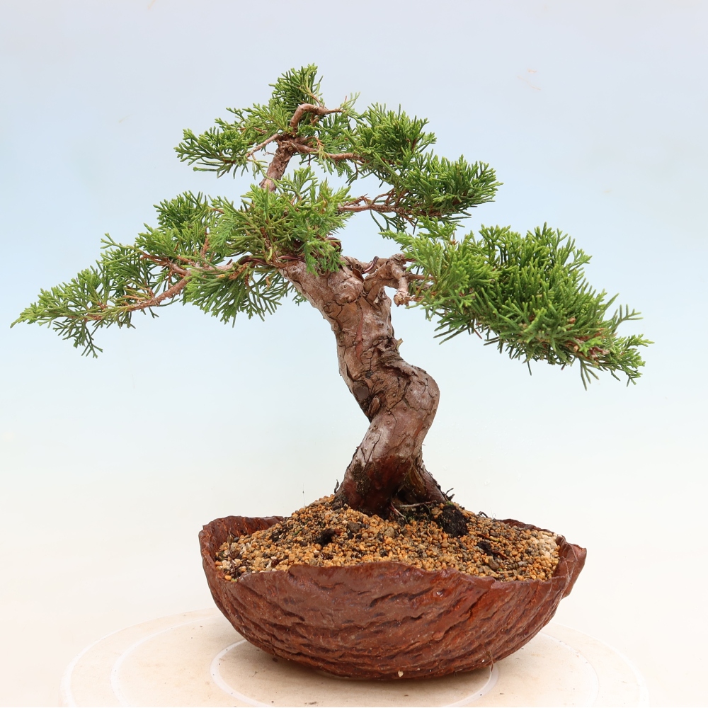 Outdoor Bonsai - Juniperus chinensis Itoigawa - Chinese Juniper