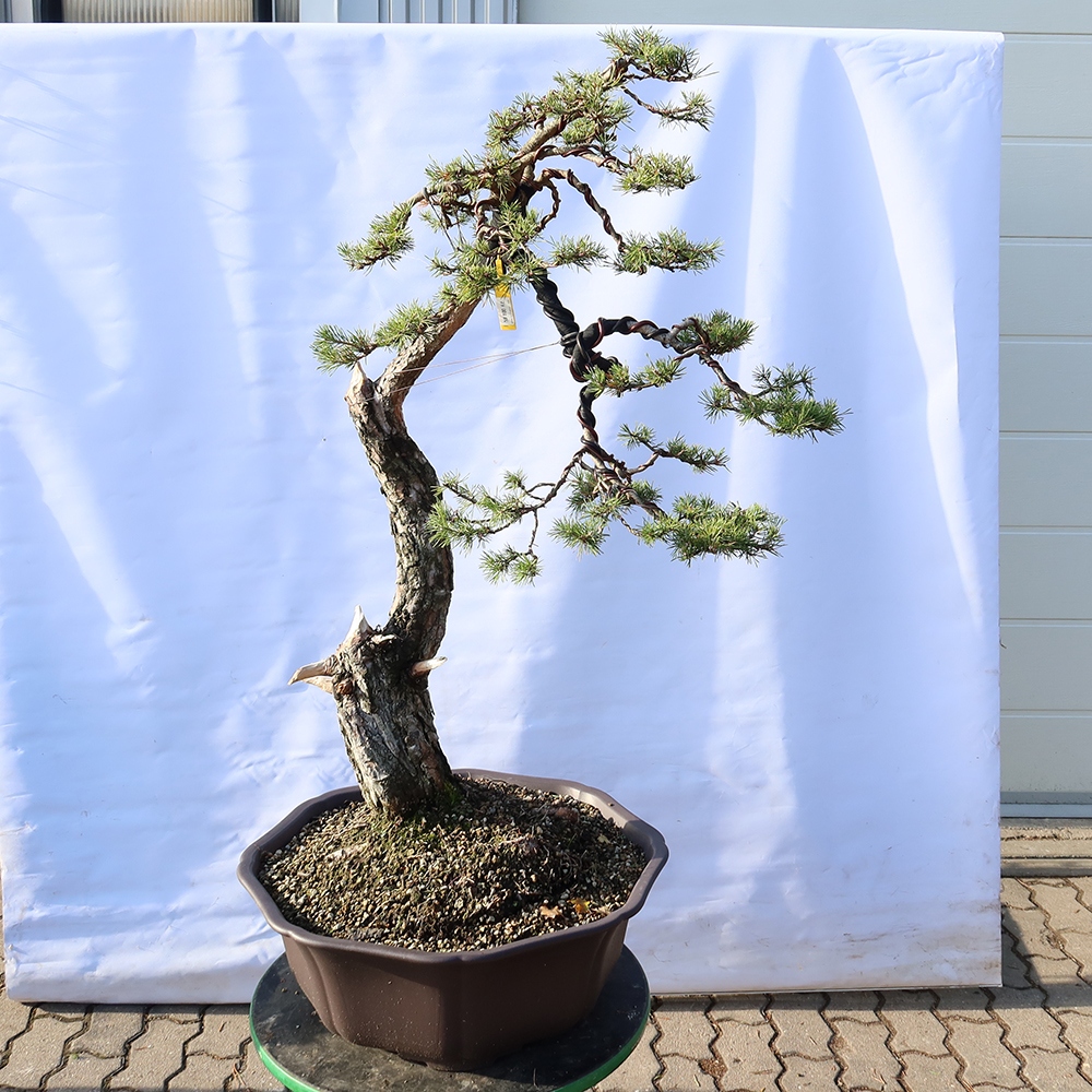 Pinus sylvestris Spain - Scots pine