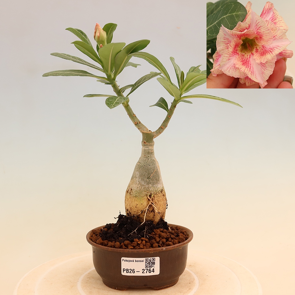 Indoor Bonsai - Adenium obesum, grafted V.F.S.277  - Desert Rose