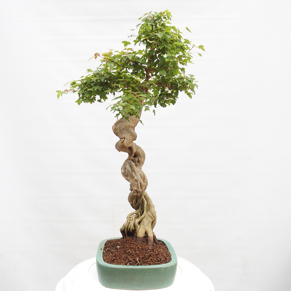 Outdoor bonsai - Maple Buergerianum - Burger Maple