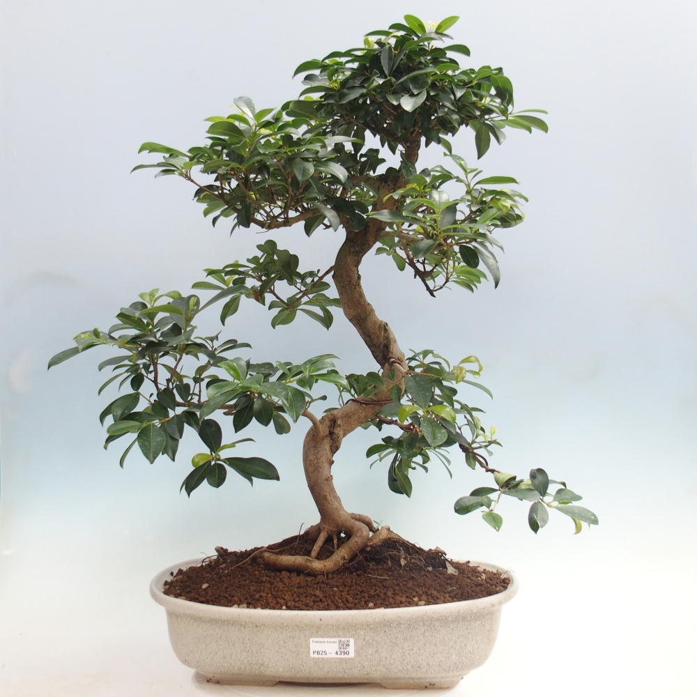 Room bonsai - Australian cherry - Eugenia uniflora - PERSONAL COLLECTION ONLY or pallet transport
