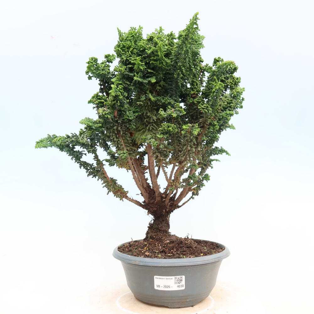 Outdoor bonsai - Cham. obtusa SEKKA HINOKI - Cypress