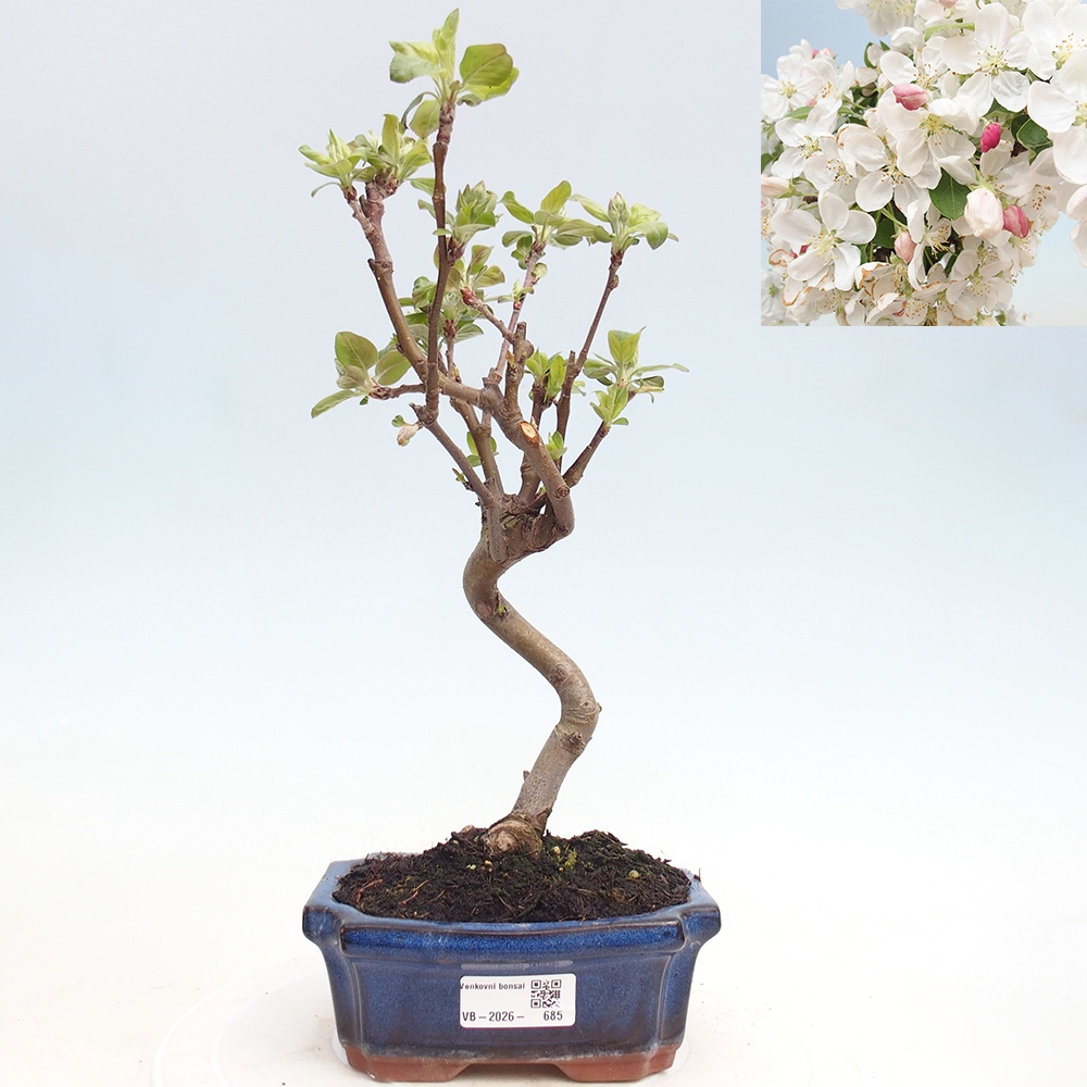 Outdoor bonsai -Malus halliana - Small-fruited apple tree