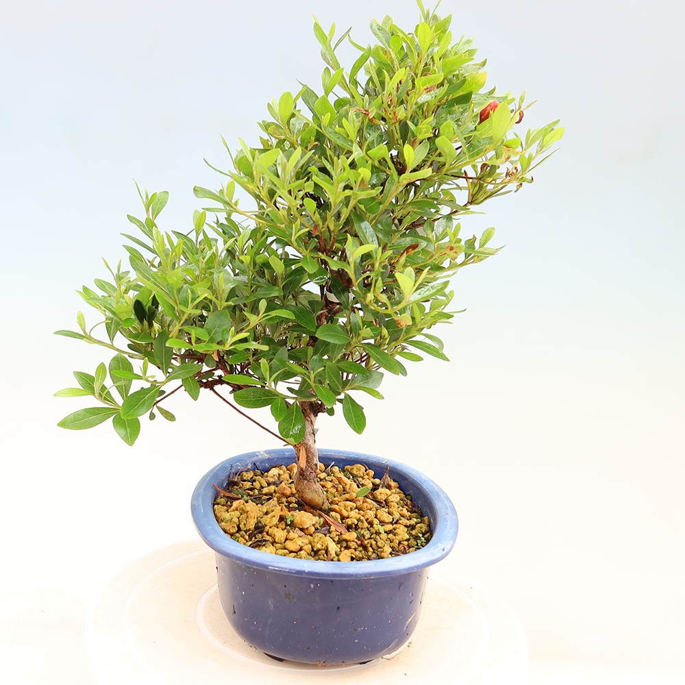 Outdoor bonsai - Japanese Azalea - Azalea Matsunami
