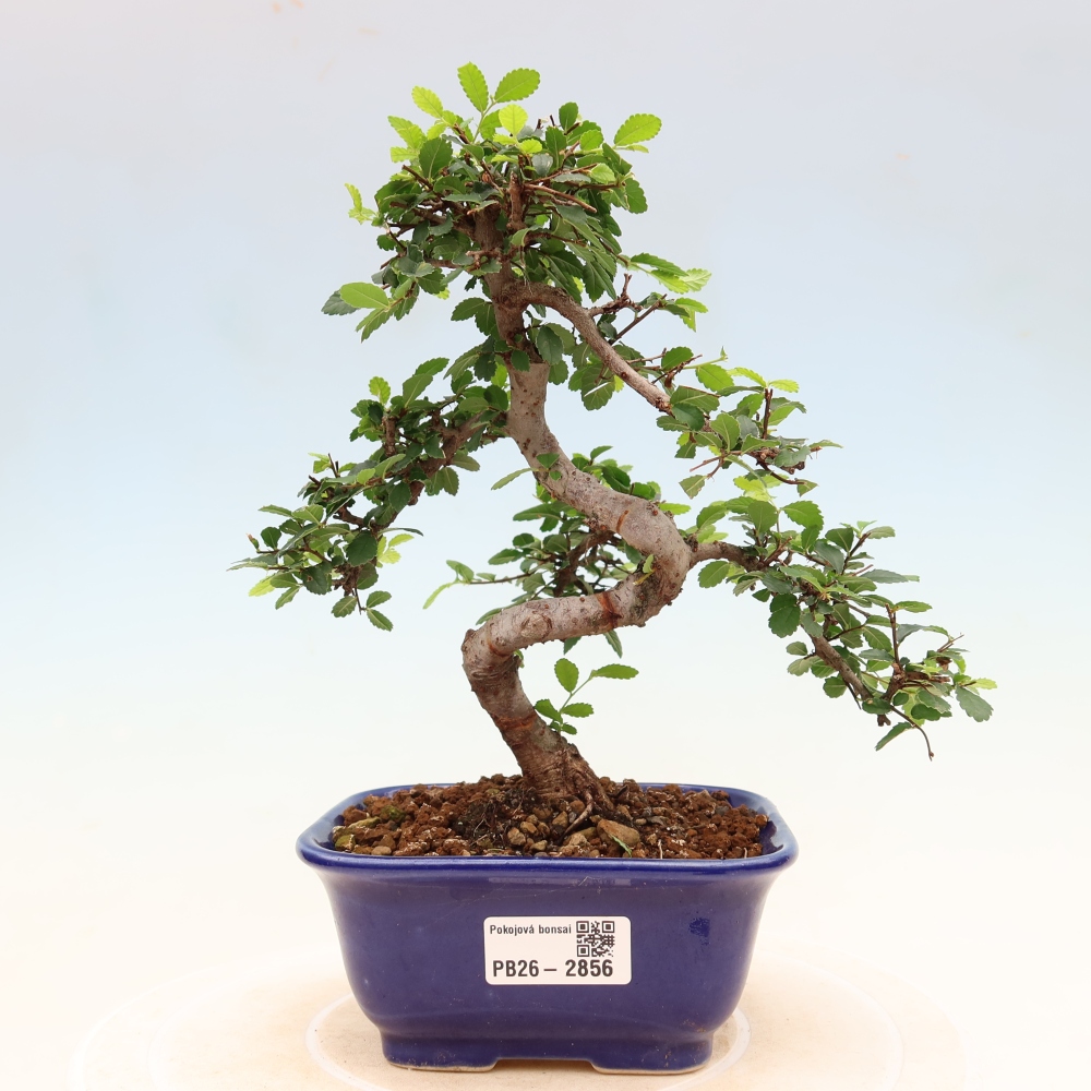 Room bonsai - Ulmus parvifolia - Small-leaved elm