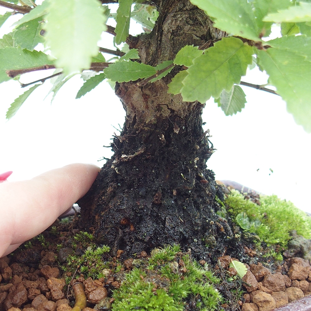 Outdoor bonsai - Zelkova - Zelkova NIRE