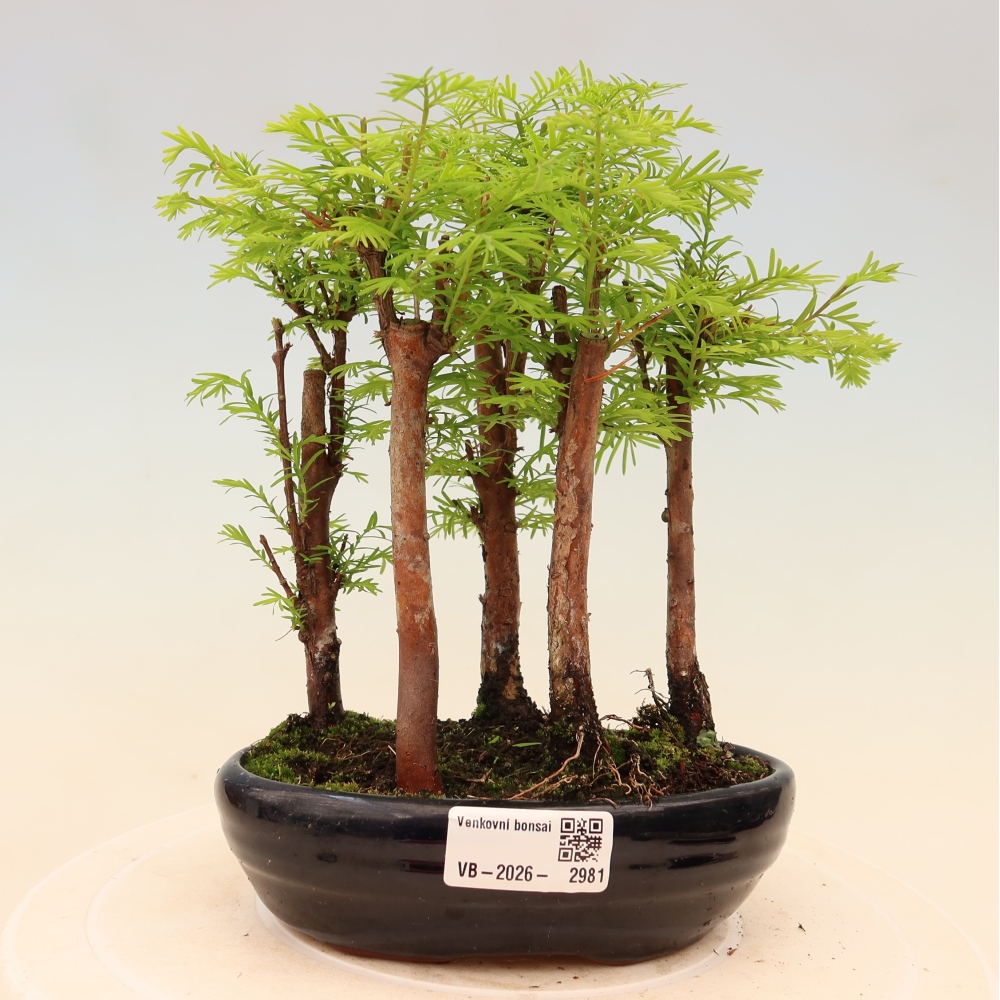 Outdoor Bonsai - Metasequoia glyptostroboides - Chinese Metasequoia - Grove