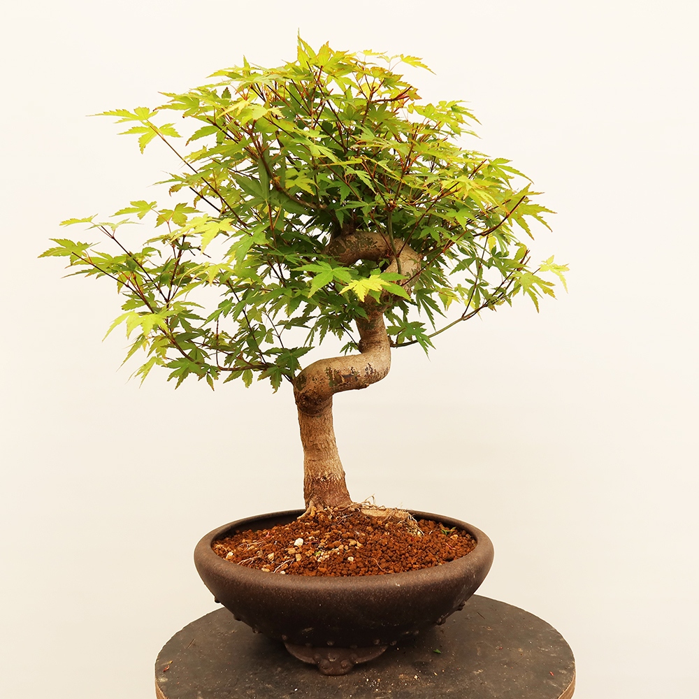 Outdoor bonsai - Maple palmatum - Palms