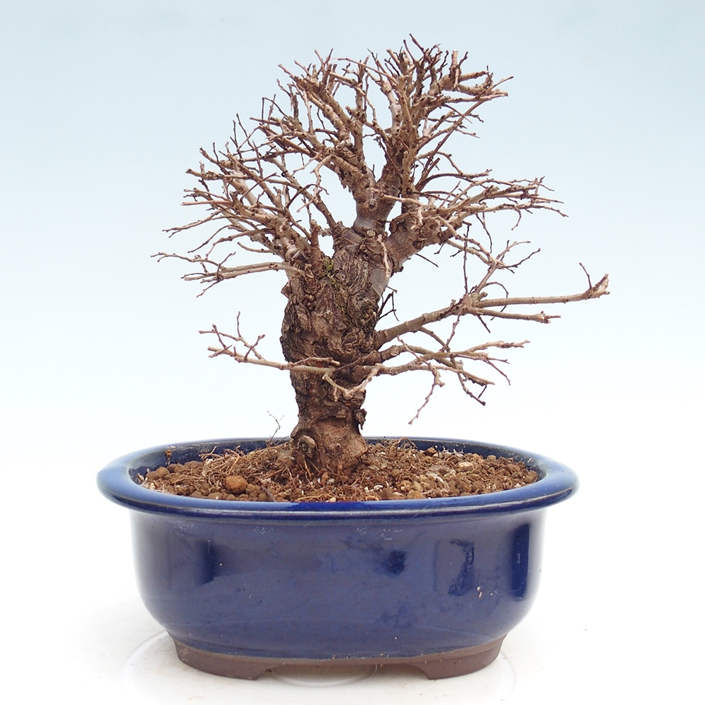 Outdoor bonsai - Zelkova - Zelkova NIRE