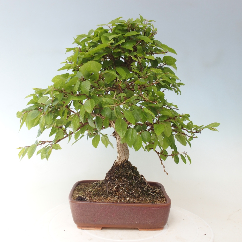 Outdoor bonsai -Carpinus CARPINOIDES - Korean Hornbeam