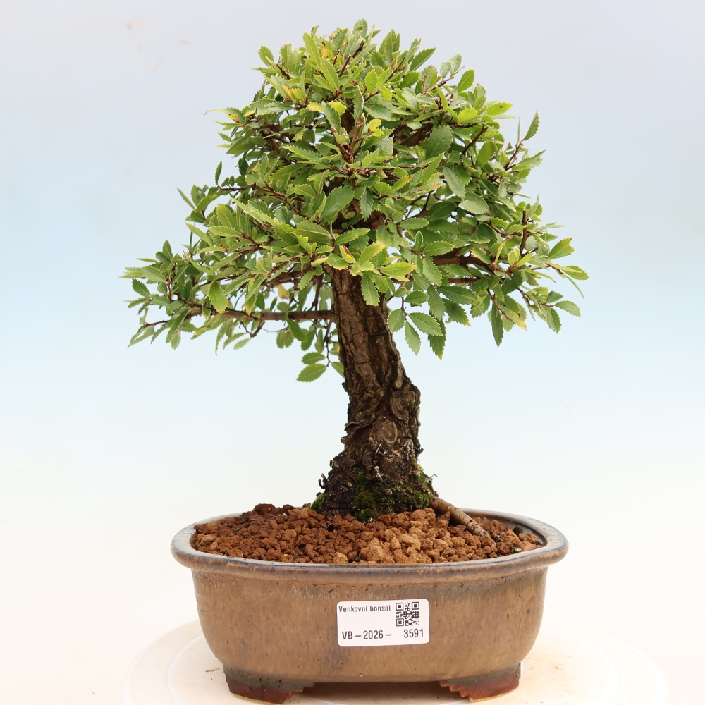 Outdoor bonsai - Zelkova - Zelkova NIRE