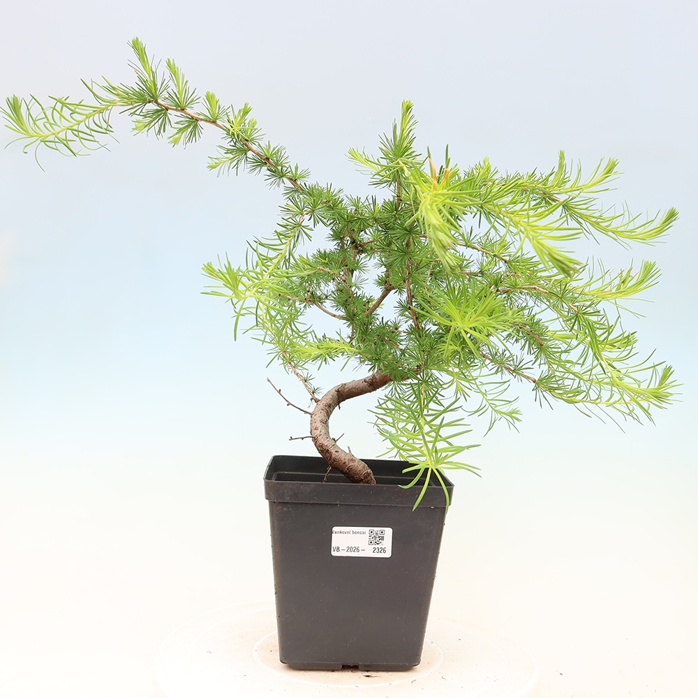 Outdoor bonsai -Larix decidua - Larch