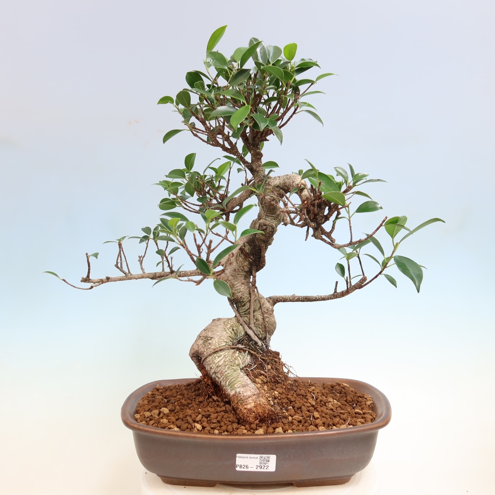Room bonsai - Ficus kimmen - small-leaved ficus