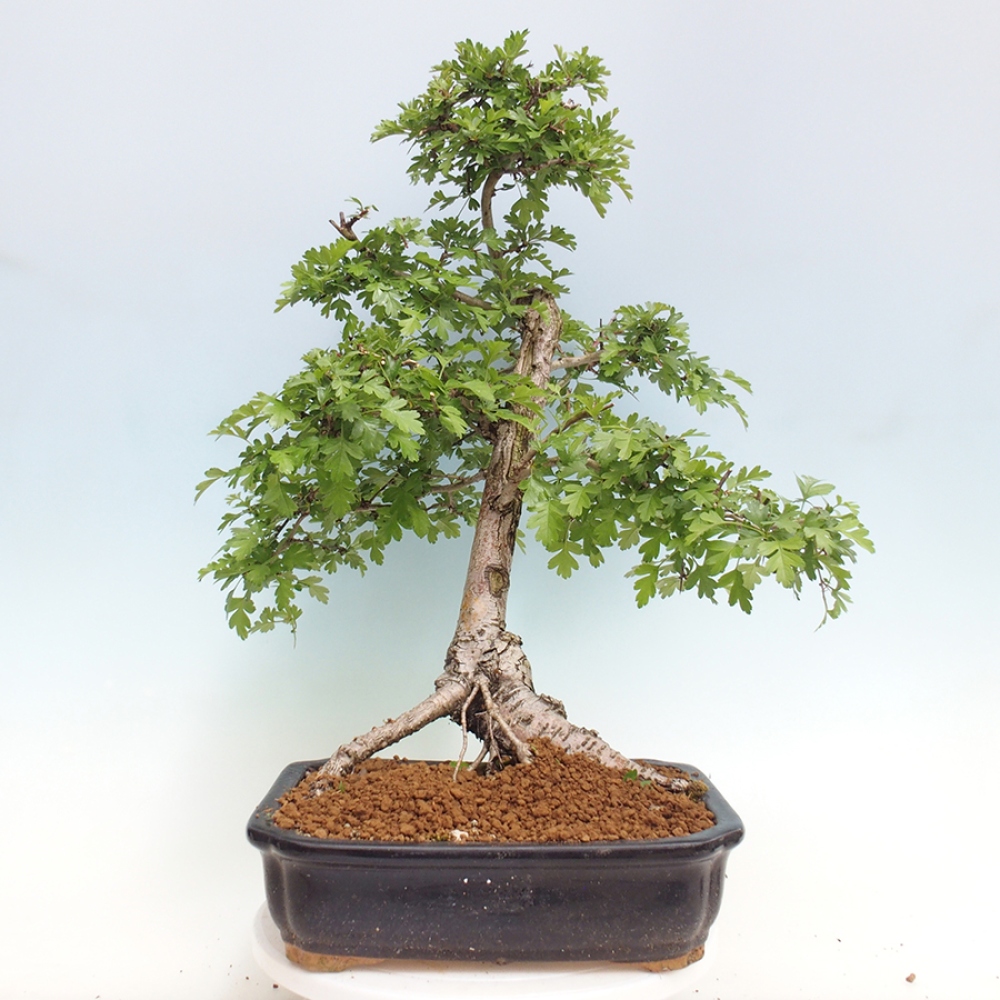 Outdoor bonsai - Hawthorn - Crataegus monogyna