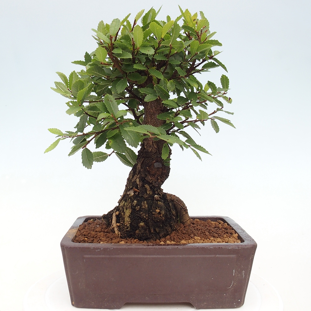 Outdoor bonsai - Zelkova - Zelkova NIRE