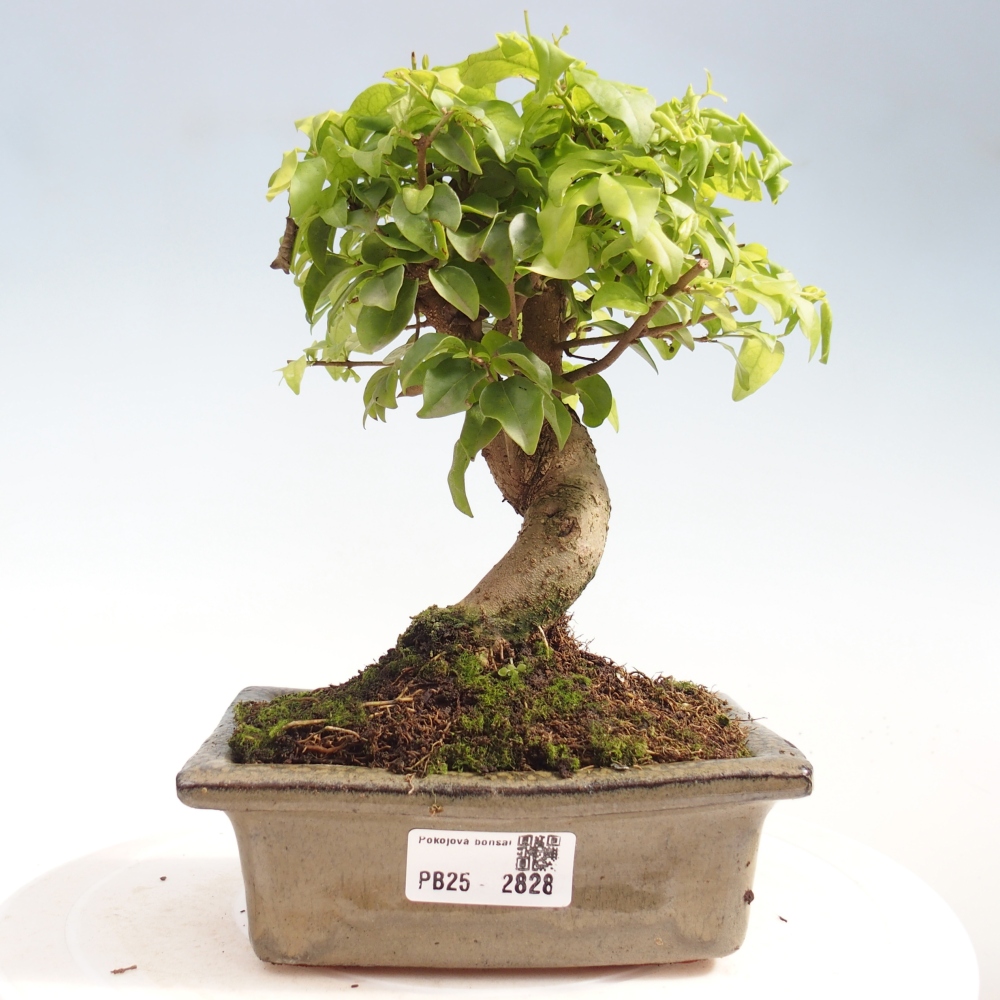 Indoor bonsai - Ligustrum chinensis - Bird's eye view