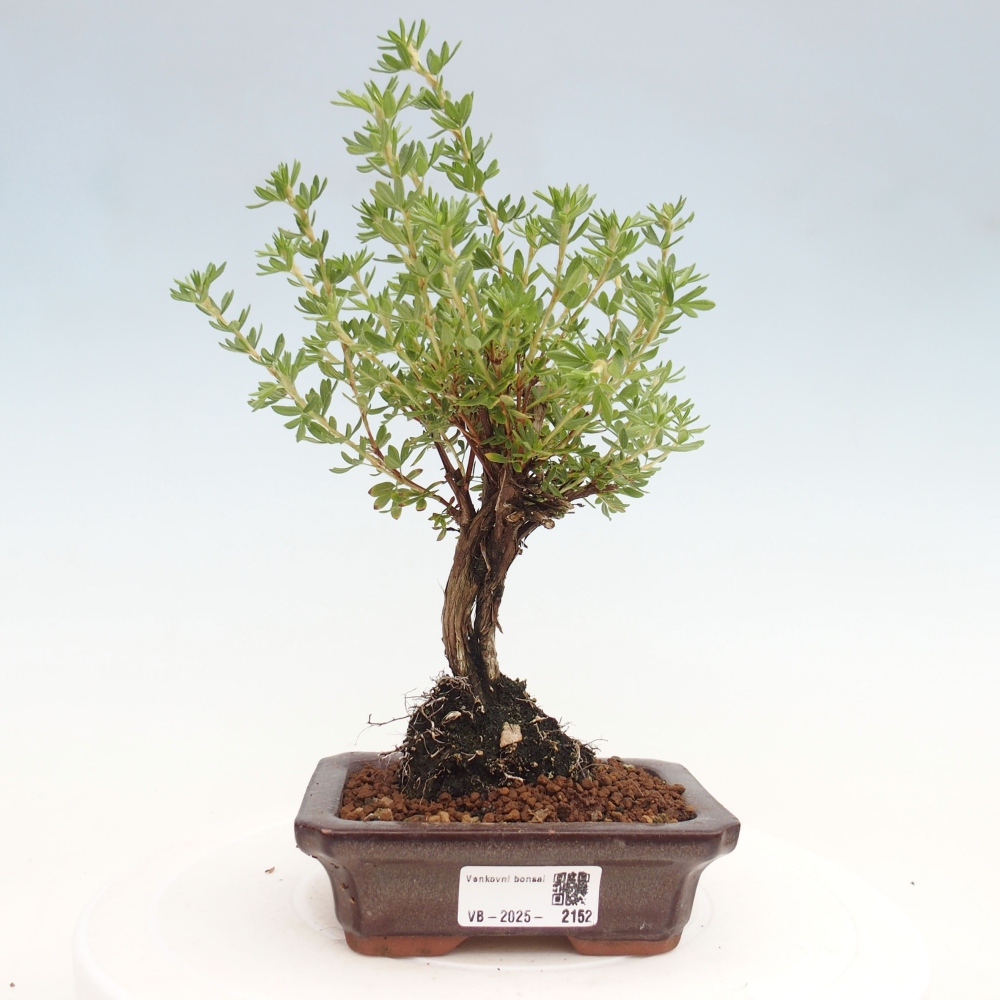 Outdoor bonsai-Cinquefoil - Potentila fruticosa yellow Bird