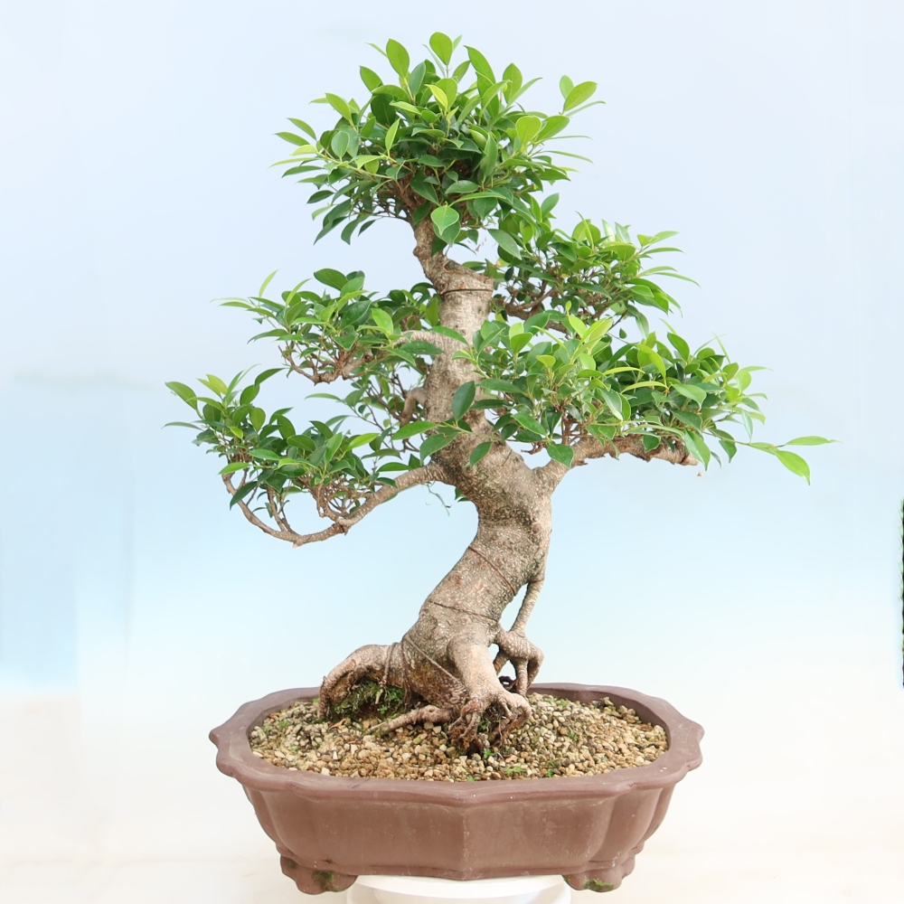 Room bonsai - Ficus kimmen - small-leaved ficus