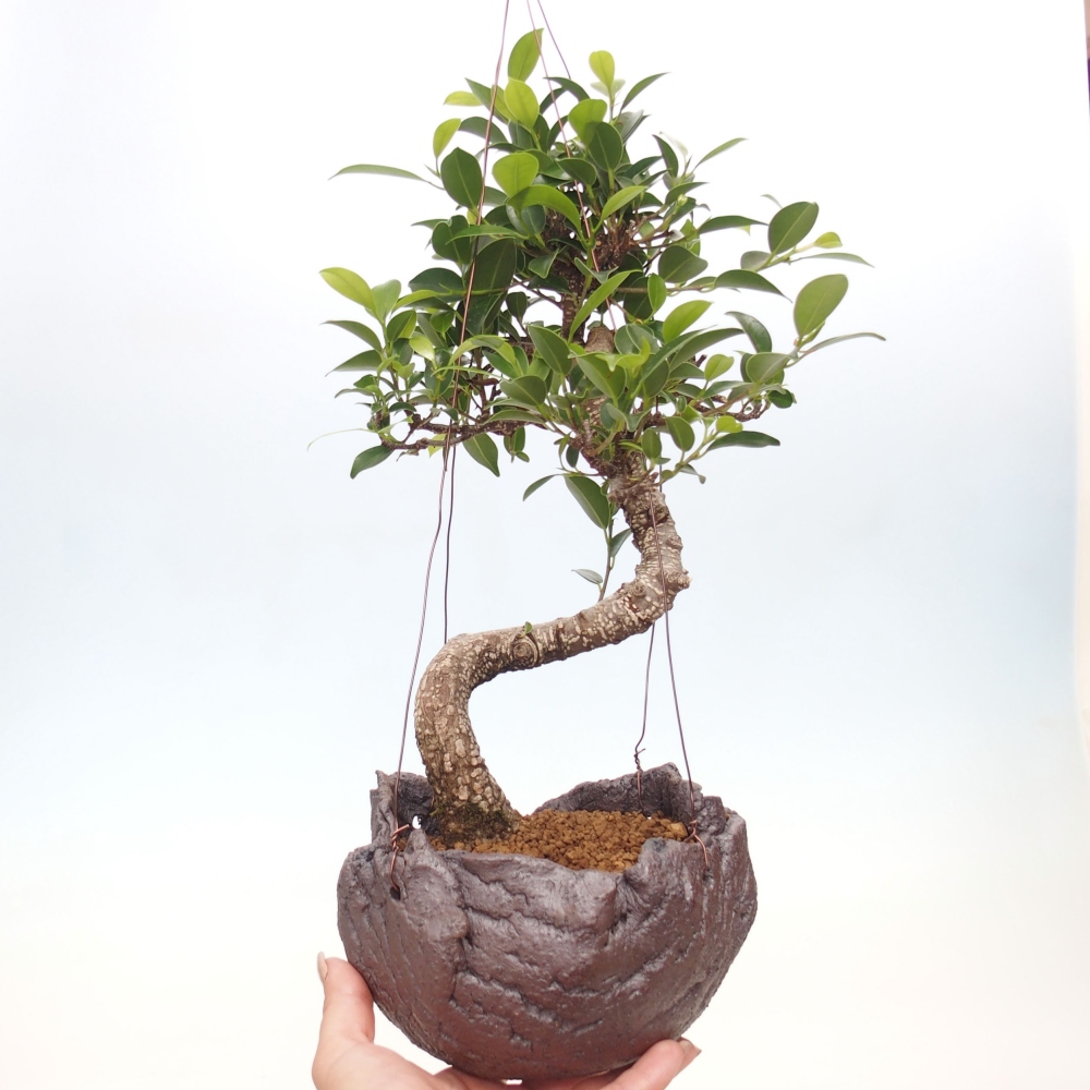 Kokedama in ceramics - small-leaved ficus - Ficus kimmen