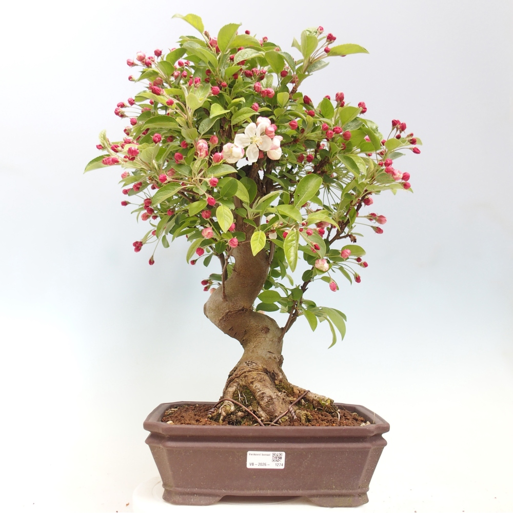 Outdoor bonsai -Malus halliana - Small-fruited apple tree