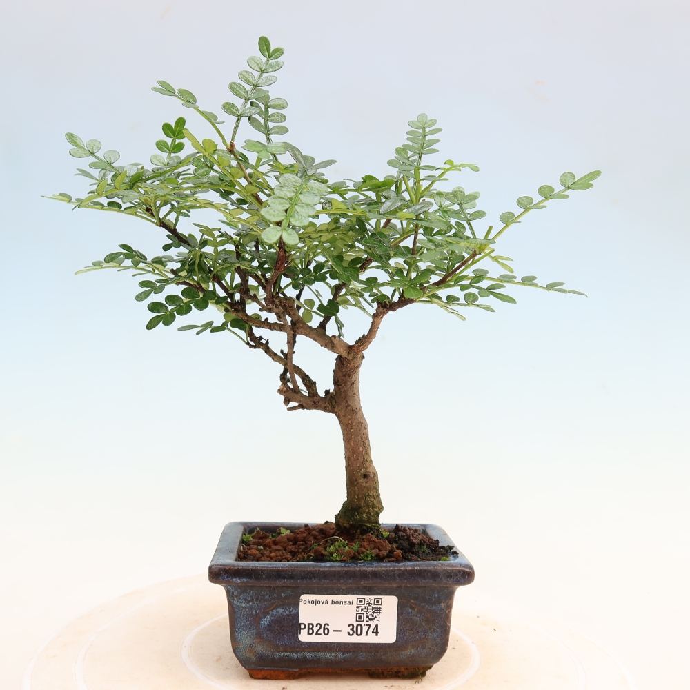 Room bonsai - Zantoxylum piperitum - pepper tree