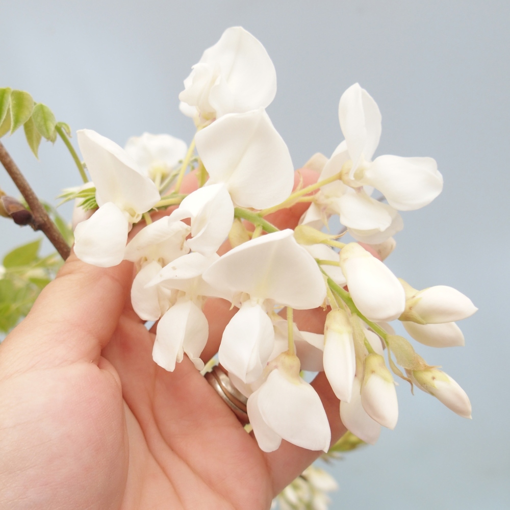 Outdoor bonsai - Vistaria - Wisteria