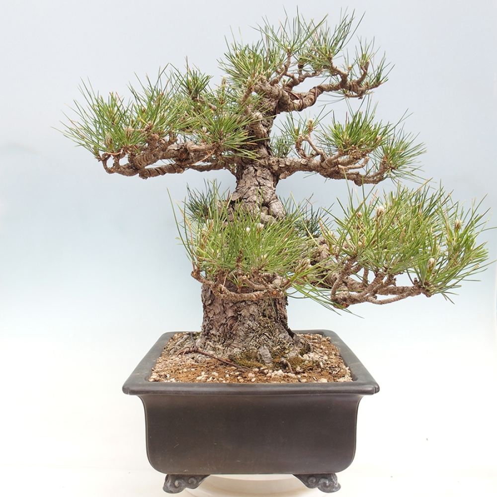 Outdoor bonsai - Pinus thunbergii - Thunberg pine