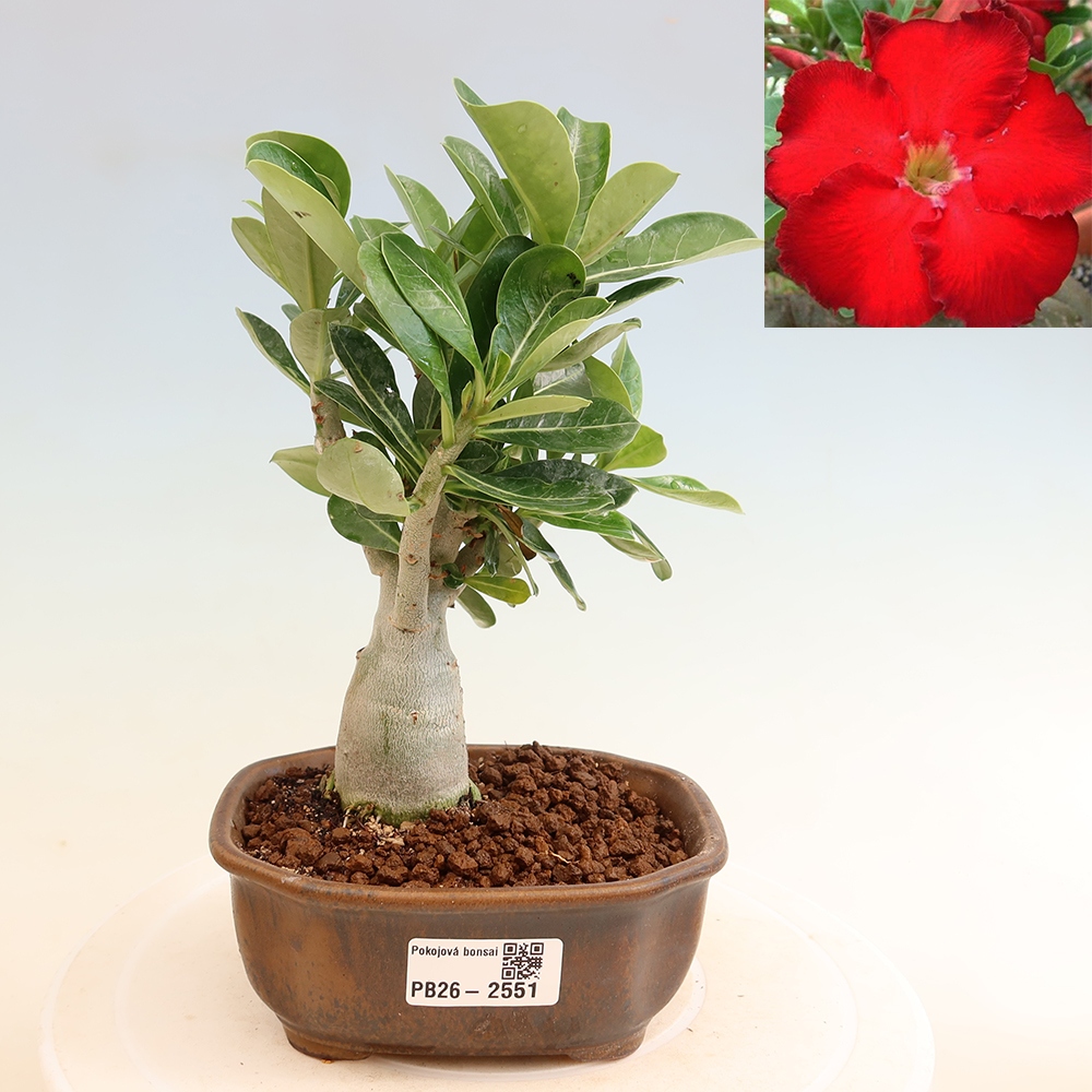Indoor Bonsai - Adenium obesum Red Star - Desert Rose
