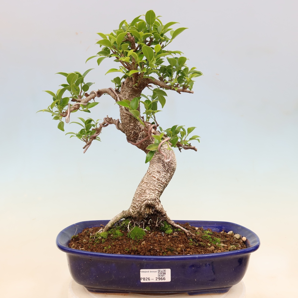 Room bonsai - Ficus kimmen - small-leaved ficus