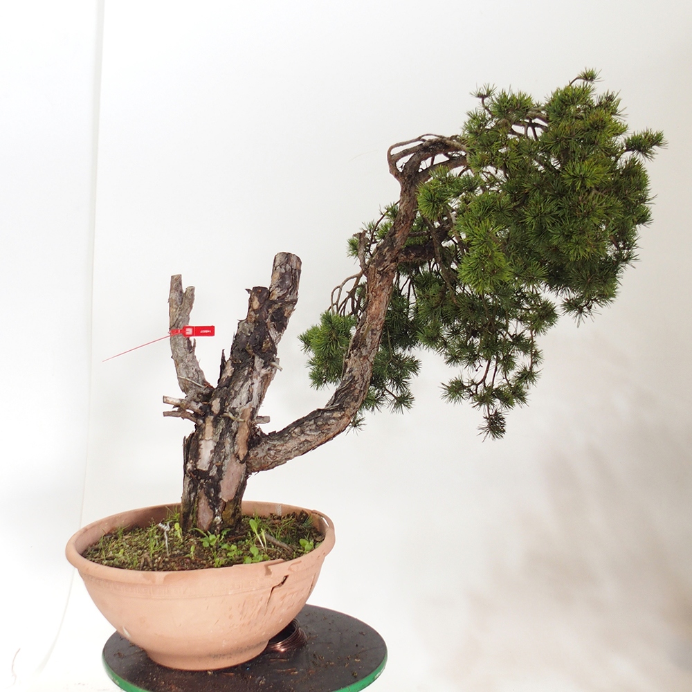 Yamadori - Pinus sylvestris Spain