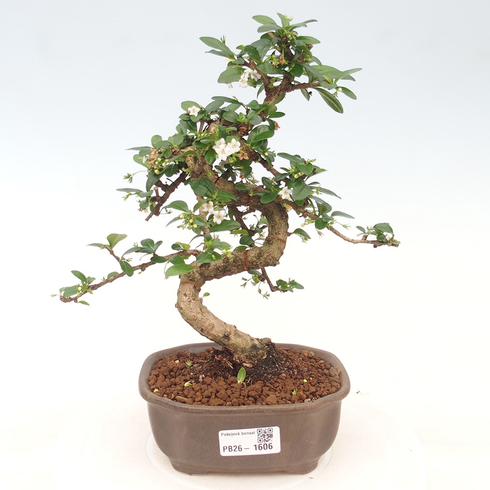 Room bonsai - Carmona macrophylla - Tea fuki